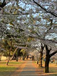 Hamadera Park