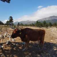 Wild Beauty of Paklenica National Park
