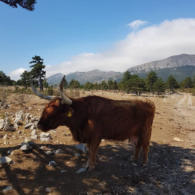 Wild Beauty of Paklenica National Park