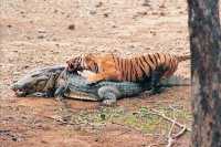 Ranthambore Tiger Reserve