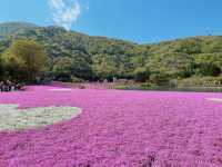 【山梨】ピンクの絨毯が一面に広がる富士芝桜