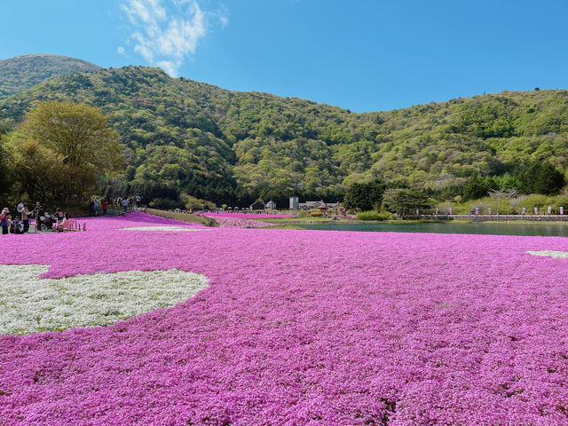 【山梨】ピンクの絨毯が一面に広がる富士芝桜
