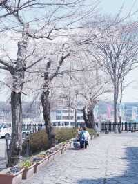 從大阪到仙台賞櫻最快交通：日本國內線飛機攻略