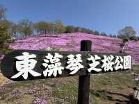 Shibazakura Viewing