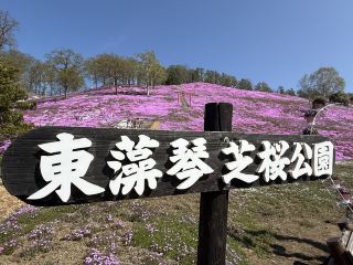 Shibazakura Viewing
