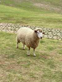 ฟาร์มในฝันที่มีมากกว่าความสวย…🌾🐑
