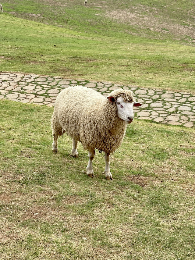 ฟาร์มในฝันที่มีมากกว่าความสวย…🌾🐑