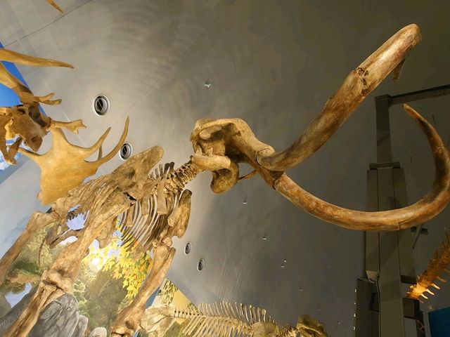恐龍王國福井縣必去景點：福井縣立恐龍博物館