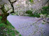 Sakura Serenity in Hirosaki: Northern Japan’s Blossom Gem