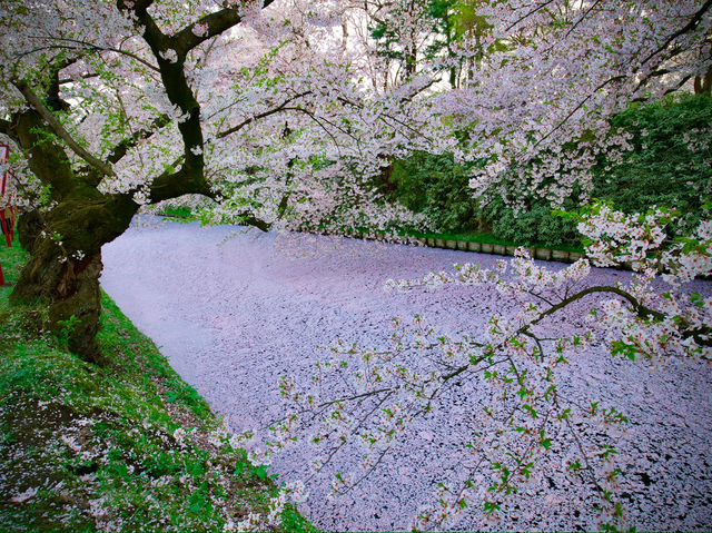 Sakura Serenity in Hirosaki: Northern Japan’s Blossom Gem