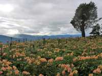 A Blooming Escape: Northern Blossom Flower Farm, Atok, Benguet