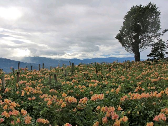 A Blooming Escape: Northern Blossom Flower Farm, Atok, Benguet