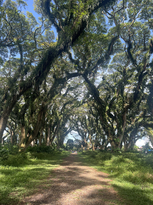 バニュワンギ🌳地元民しか訪れない観光スポット