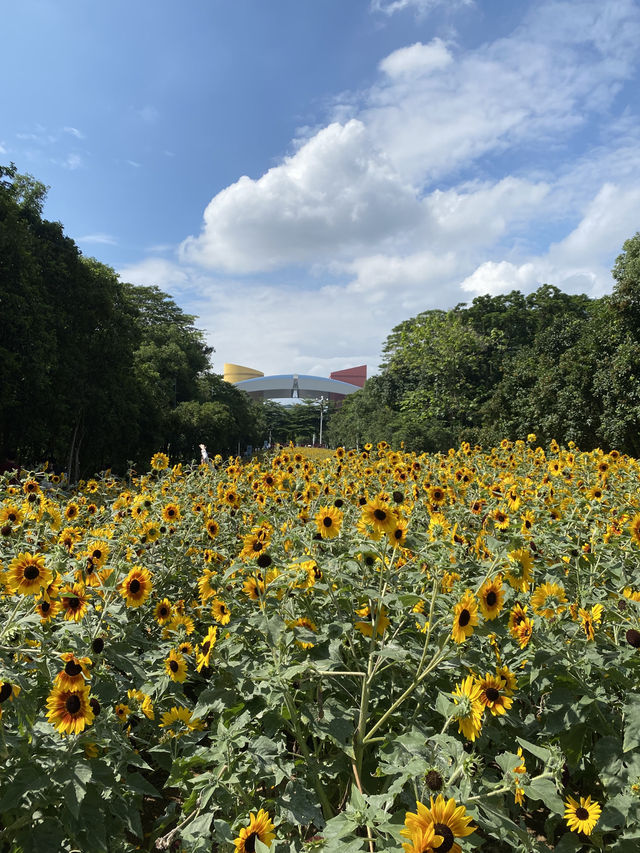 從領展中心城走幾步，就可以看到這美麗的向日葵花海🌻