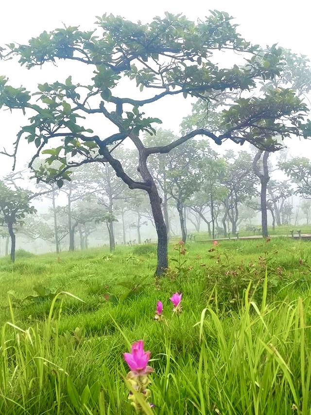 自然に抱かれて、心がふっと軽くなる。🌿🌸