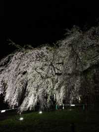 🌸🏯【秋田・角館】  時が止まった町で、武家屋敷と桜に包まれる春。 
