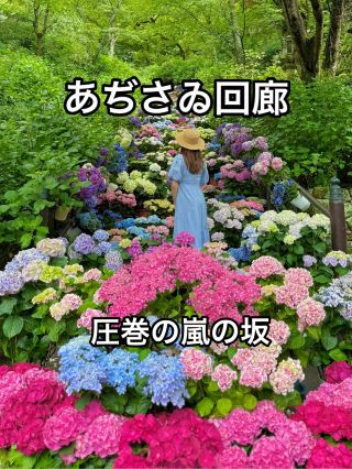 Nara's Stunning "Storm Slope" with Hydrangeas