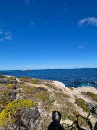 🏝️ Rottnest Island – Perth’s Tropical Paradise Just a Ferry Away! 🐾🌊☀️