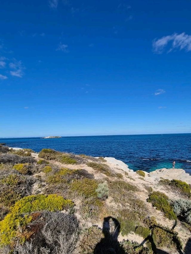 🏝️ Rottnest Island – Perth’s Tropical Paradise Just a Ferry Away! 🐾🌊☀️