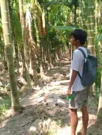 A Trip to a Betel Nut Farm