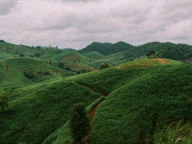 ขับรถเที่ยวหน้าฝน… ชมวิวถนนลอยฟ้า​ 