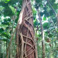 Daintree Rainforest – QLD
