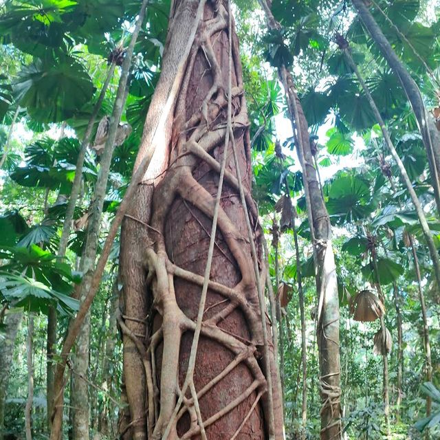 Daintree Rainforest – QLD