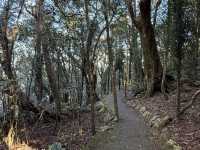 Best of all lookout - The Springbrook National Park