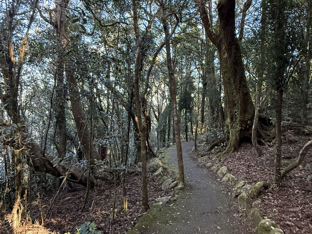 Best of all lookout - The Springbrook National Park