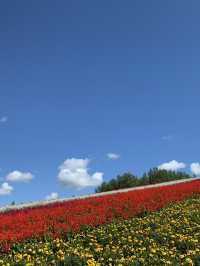 【北海道🇯🇵】道央の四季彩の丘へ💐