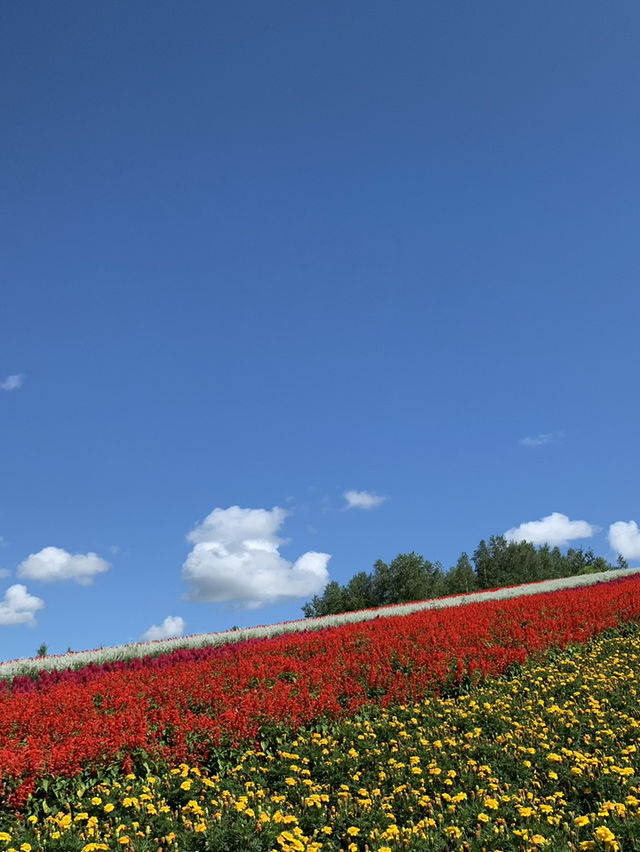 【北海道🇯🇵】道央の四季彩の丘へ💐
