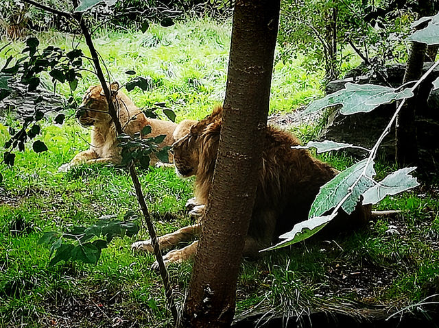 Summer Vacation at Dublin Zoo – A Wild Day in the Heart of the City
