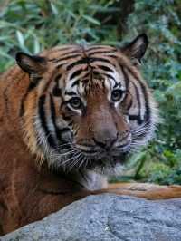Definitely in the top 3 zoos in the world, is top notch in all aspects