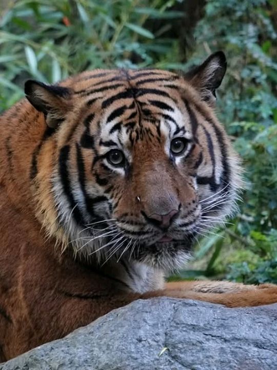 Definitely in the top 3 zoos in the world, is top notch in all aspects
