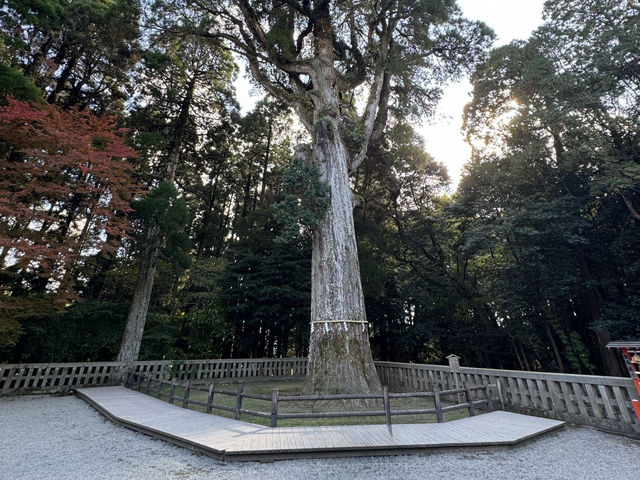 Spiritual Majesty at Kirishima Jingu 🌿