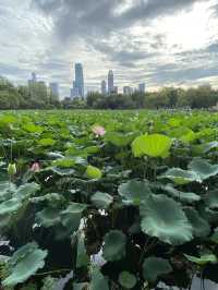 深圳洪湖公園，一年一度的荷花展，千萬不要錯過啊🪷