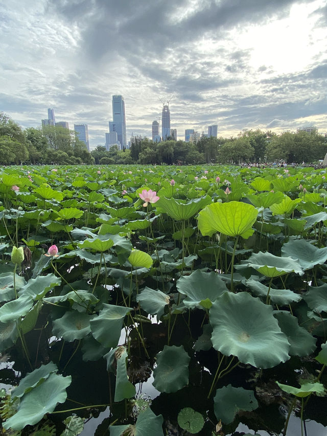 深圳洪湖公園，一年一度的荷花展，千萬不要錯過啊🪷