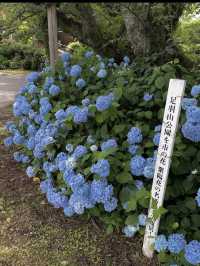 【足羽山公園で四季を感じる癒し旅】福井市街の緑のオアシス🌸🍁🌳