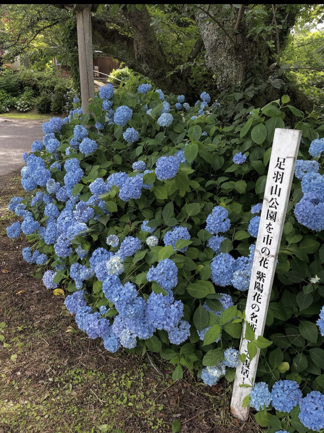 【足羽山公園で四季を感じる癒し旅】福井市街の緑のオアシス🌸🍁🌳