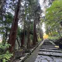 🪾🌳 A Serene Stroll Through 杉参道 (Cedar Avenue to Zuihoden)