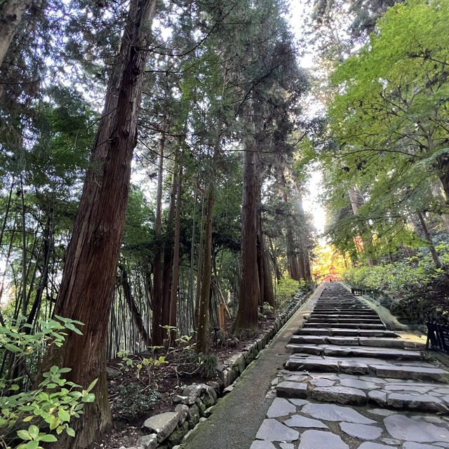 🪾🌳 A Serene Stroll Through 杉参道 (Cedar Avenue to Zuihoden)