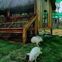 🦒 Safari Café – A Wild Little Escape in Novaworld, Phan Thiet