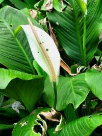 The blooming flora of Bukit Batok Town Park