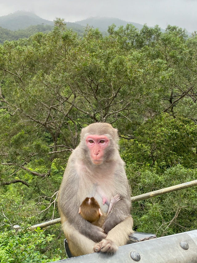 香港｜麥徑六段：馬騮山🐒——城門水塘