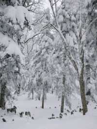 Shinhotaka Ropeway – กระเช้าลอยฟ้าสู่เทือกเขาแอลป์