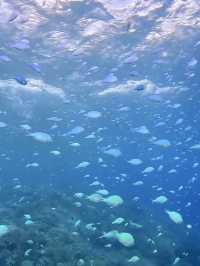Snorkeling Paradise at W Maldives – Sea Turtles, Reef Fish & Direct Ocean Access 