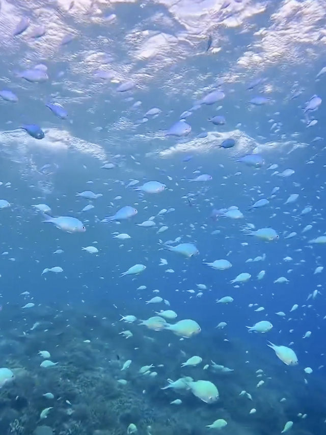 Snorkeling Paradise at W Maldives – Sea Turtles, Reef Fish & Direct Ocean Access 
