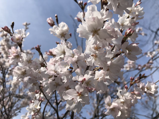 群馬-高崎公園（高崎城址）