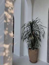 Tane Kafe