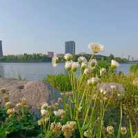 ～包河公園～綠樹成蔭